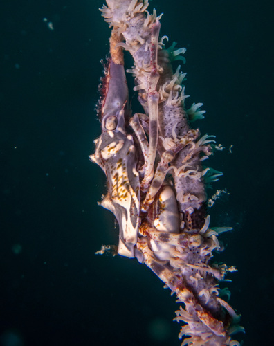 Wire Coral Crab (Xenocarcinus tuberculatus)