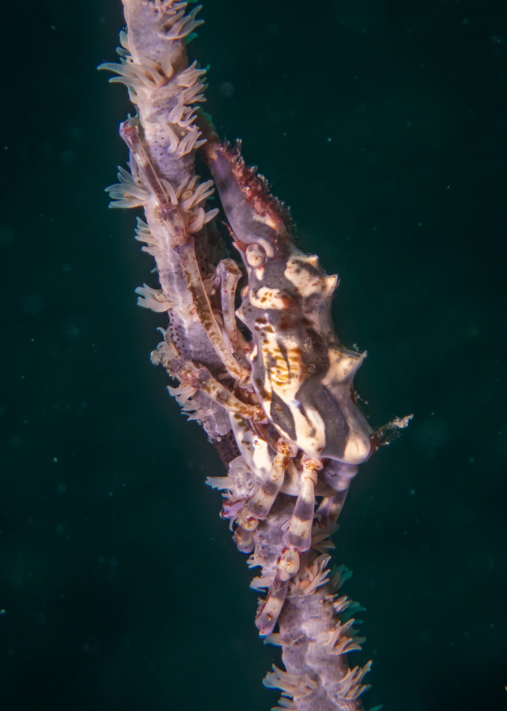 Wire Coral Crab (Xenocarcinus tuberculatus) — recorded at Green Rock