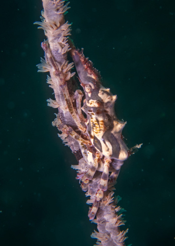 Wire Coral Crab (Xenocarcinus tuberculatus)