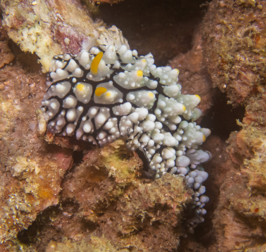 Elegant Phyllidia