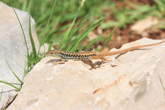 Ophisops elegans
