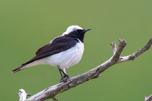 Black-eared Wheatear (Eastern)