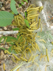 Archips rileyana