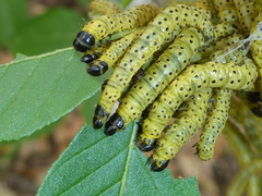 Archips rileyana