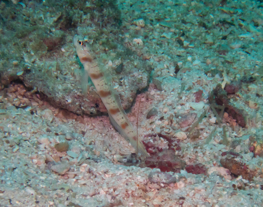 Eyebrow Goby