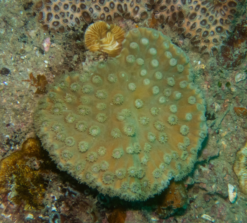 Bowl coral