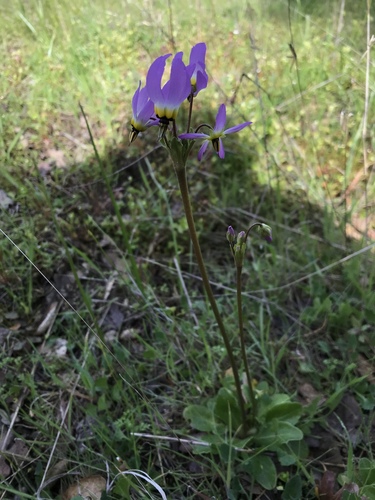 iNaturalist observation photo of Shooting Stars