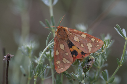 Arctia testudinaria