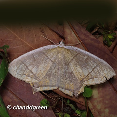 Thinopteryx nebulosa