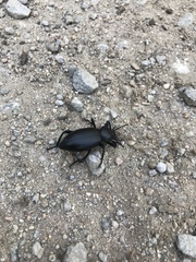 Coelocnemis dilaticollis