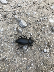 Coelocnemis dilaticollis
