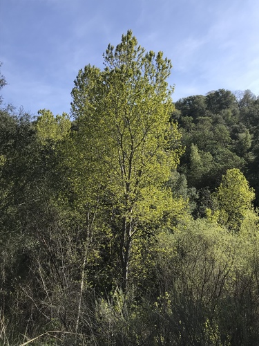 iNaturalist observation photo of Dicots