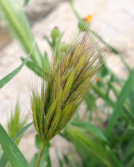 Bromus scoparius