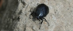 Cotinis antonii