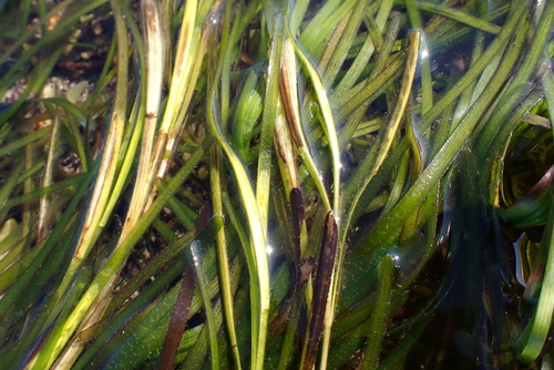 Zostera marina iNat (1)
