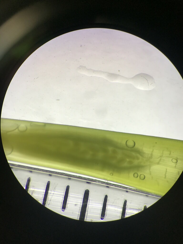 Photo of Eelgrass (Zostera marina)