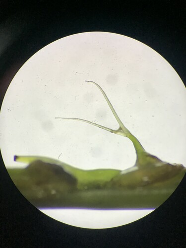 Photo of Eelgrass (Zostera marina)