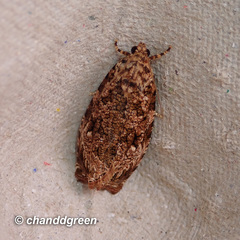 Phaecasiophora walsinghami