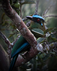 Momotus aequatorialis