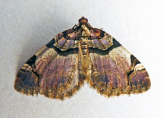 Anticlea derivata