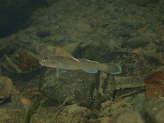Henchuenensis Goby photo 2
