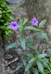 Ruellia simplex