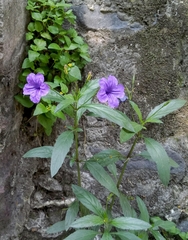 Ruellia simplex