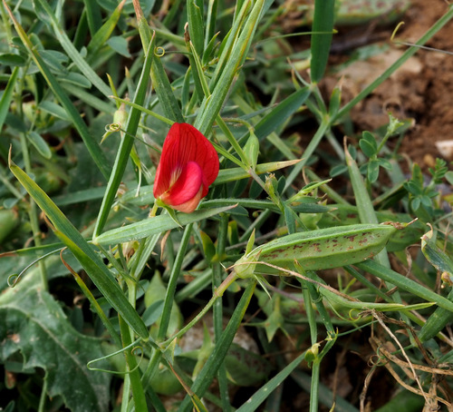 false chickpea vetchling (Lathyrus pseudocicera)