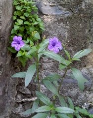 Ruellia simplex