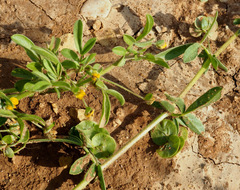 Anthyllis circinnata