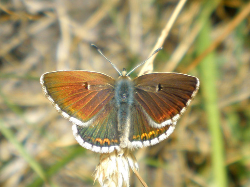 Spanish Argus