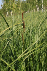 Greater Tussock Sedge (Carex elata)