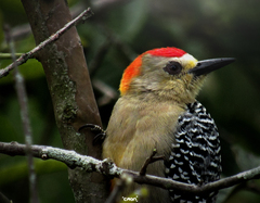 Melanerpes rubricapillus