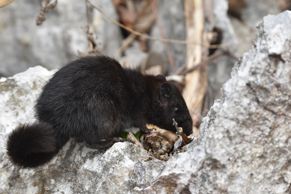 Laotian Rock Rat from Hinboon, Laos on April 18, 2022 at 08:18 AM by ...