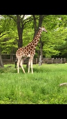 Giraffa