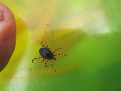 Hyalomma