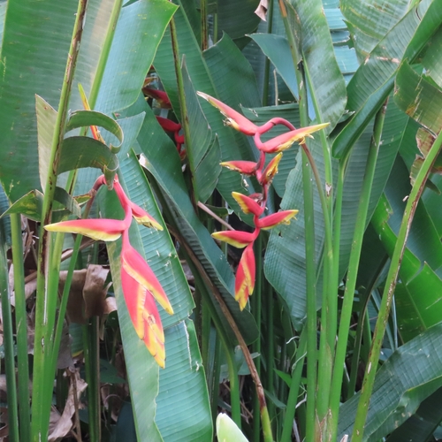 Heliconia marginata (Heliconia marginata)