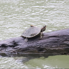 Assam Roofed Turtle photo 4