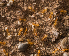 Forelius pruinosus