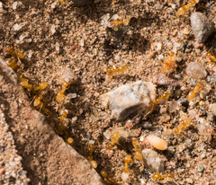 Forelius pruinosus