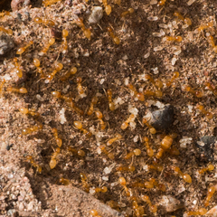 Forelius pruinosus