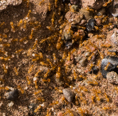 Forelius pruinosus