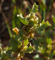 Atriplex muelleri