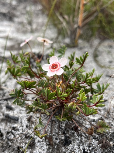 Image of Ring Storksbill (Pelargonium incarnatum) by (c) Charleen Brunke, some rights reserved (CC BY)
