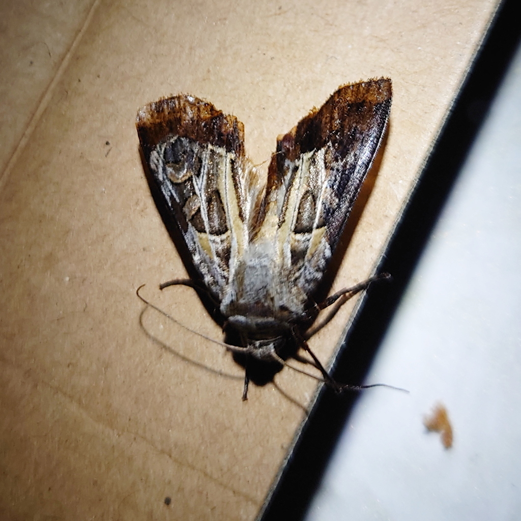 Prognorisma albifurca