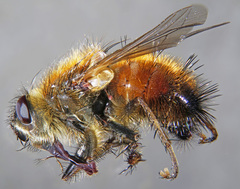 Tachina lurida