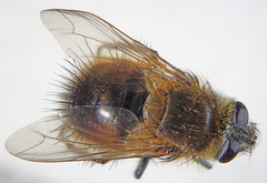 Tachina lurida