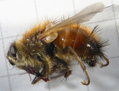 Tachina lurida