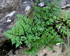 Cheilanthes quadripinnata