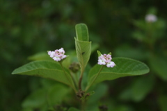 Lantana involucrata